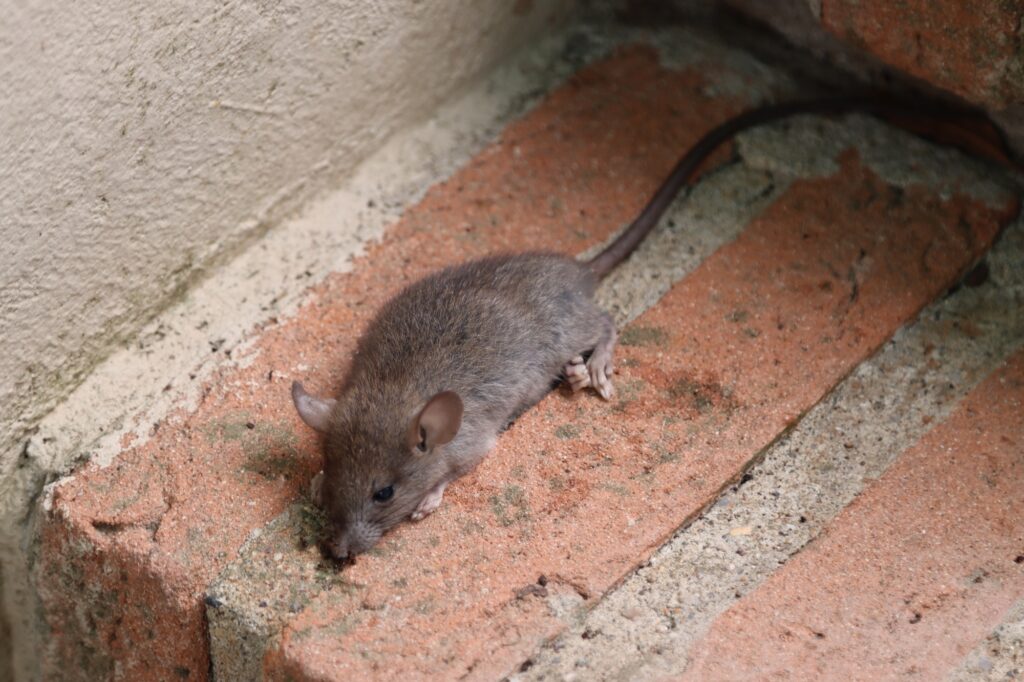 Small vole rodent lying on brick steps, illustrating potential rodent issues in HVAC systems, relevant to Dale-Air's HVAC repair services in San Diego.